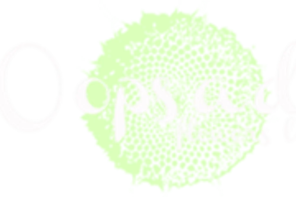 Oops a daisy! flowers limited
