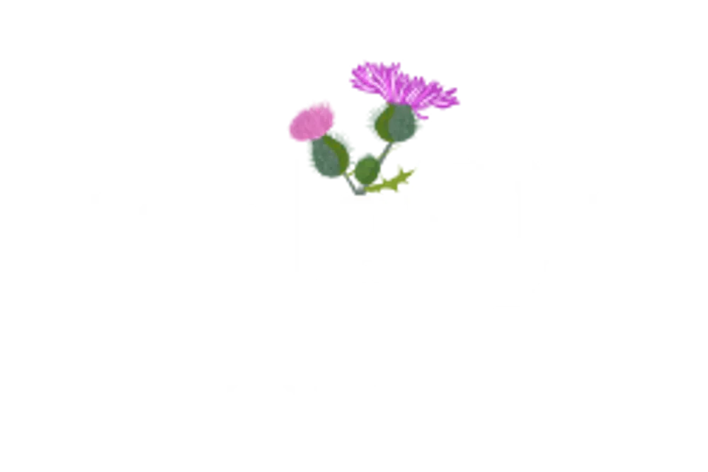 Thistle du Florist