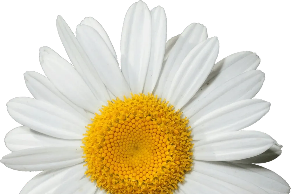 Daisy's Flowers