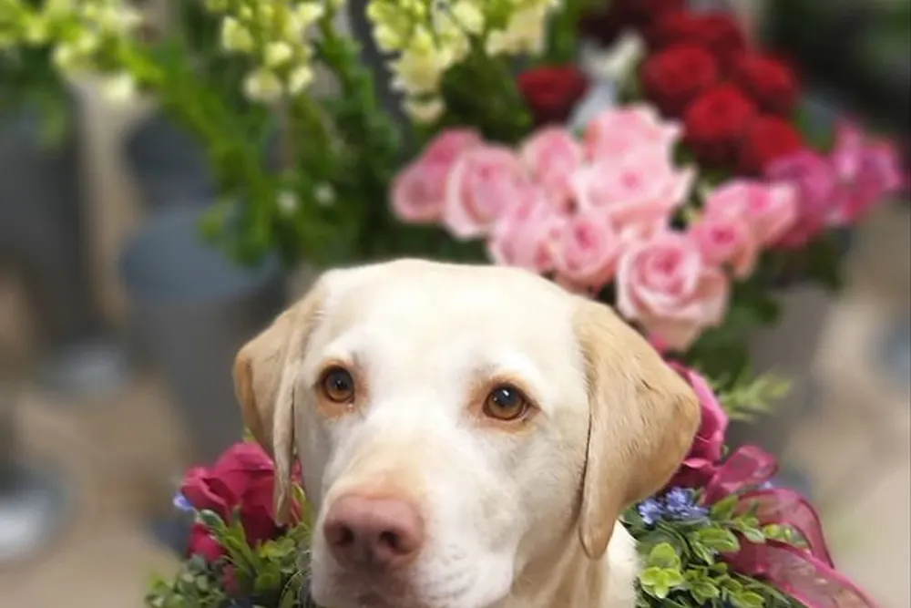 Flowers By Sian