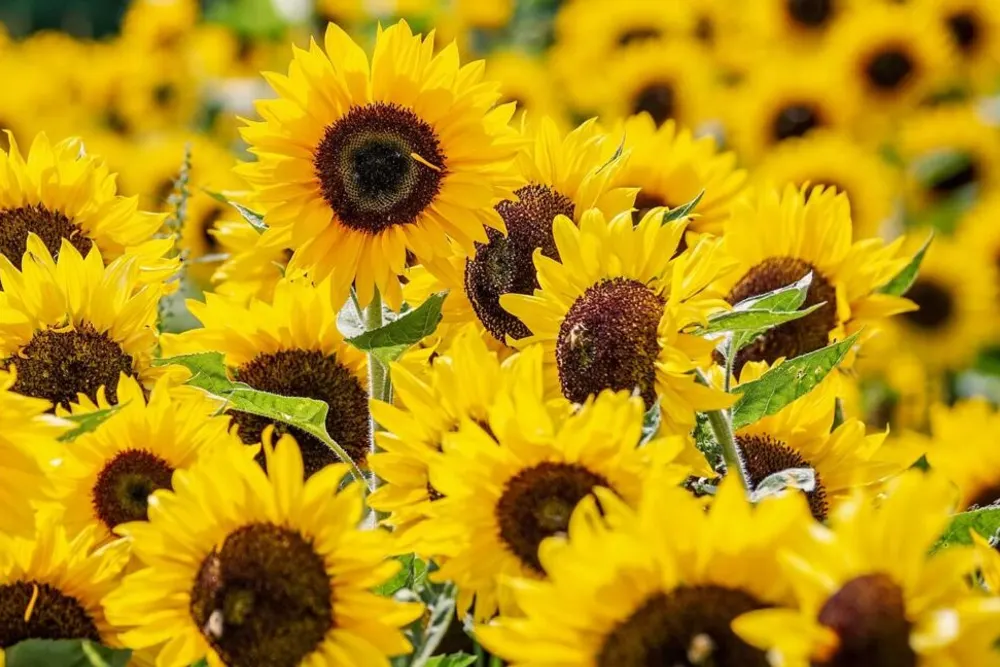 Flowers by Arrangement Dungannon (Quarry Lane)