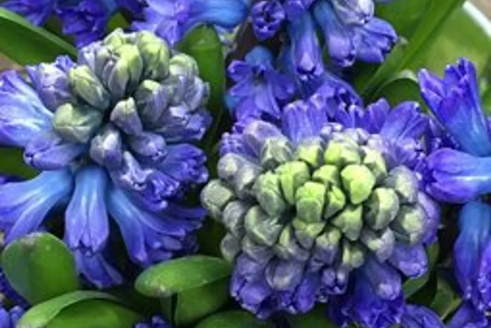 Hunter Florist - Brighton