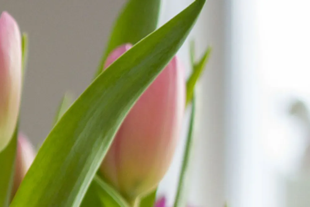 Dutch Nurseries Florist