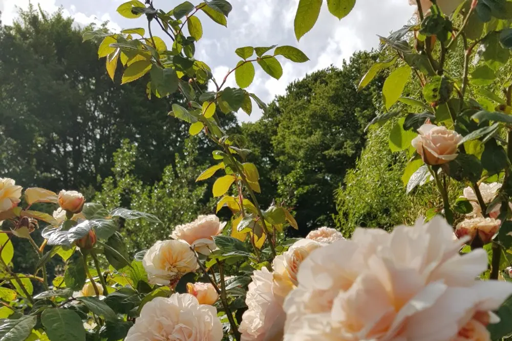 Cornwall Country Flowers