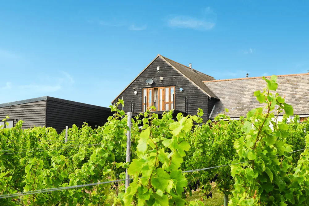 Mersea Island Vineyard