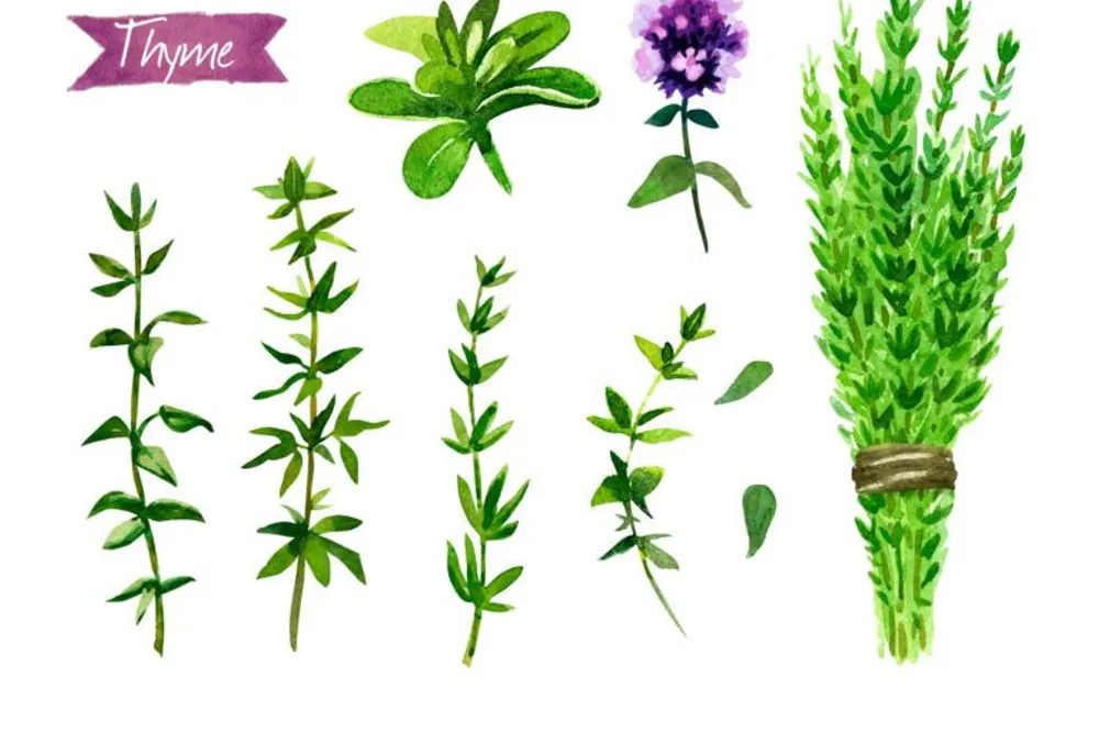 Thyme 2 Dine