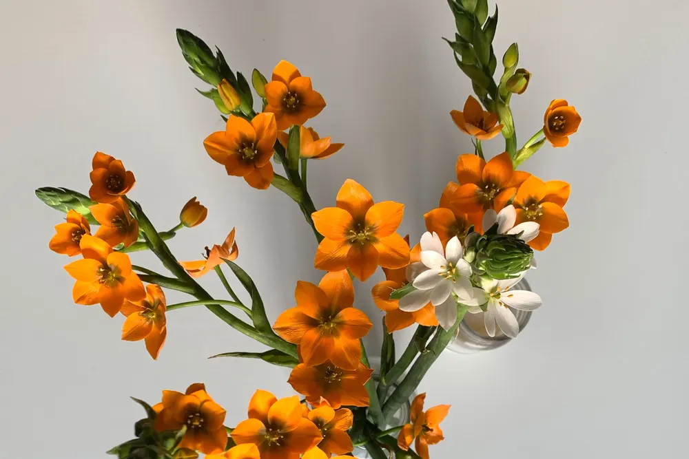 Serendipity Flowers