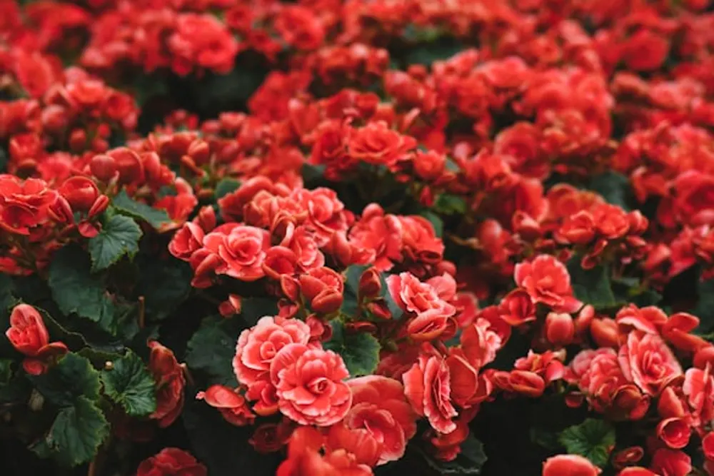 The vintage rose flower shop