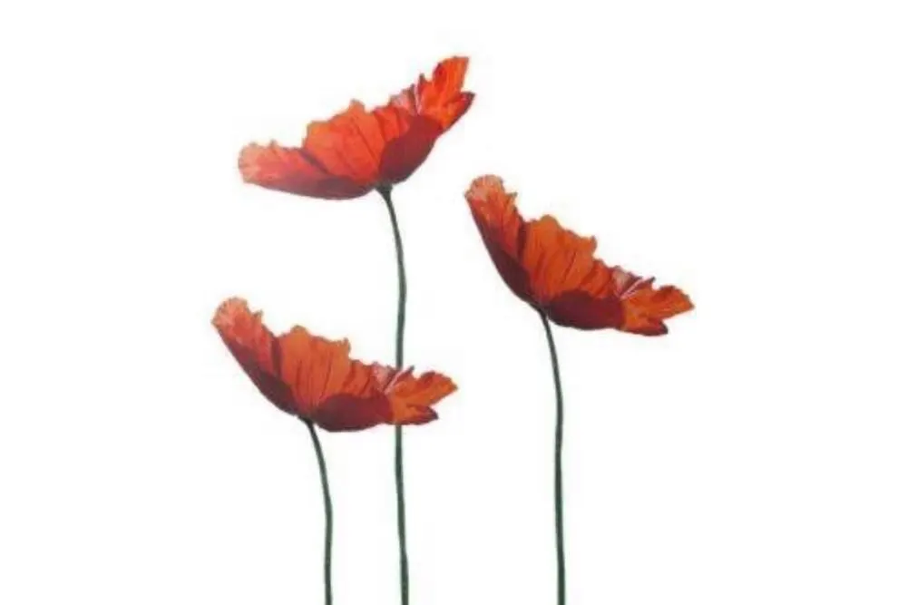 Poppies Florist