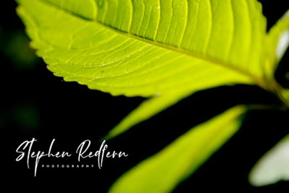 Stephen Redfern Photography