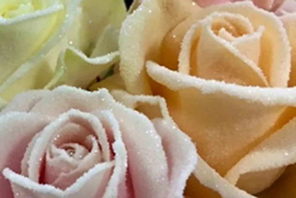 Flowers of Enchantment